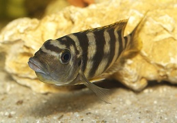 Petrotilapia "Chitimba" Chitimba femelle sauvage en incubation