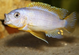 Petrotilapia "Chitimba" Chitimba mâle sauvage