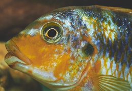 Petrotilapia palingnathos Chizumulu mâle sauvage 