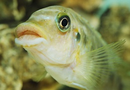 Petrotilapia palingnathos chizumulu  femelle sauvage