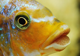 Petrotilapia palingnathos chizumulu mâle sauvage