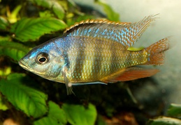 Placidochromis "Johnstoni Solo" mâle