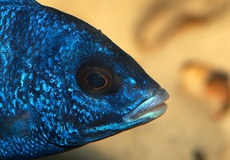 Placidochromis phenochilus mdoka