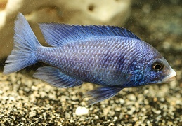 Placidochromis phenochilus mdoka