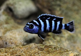 Pseudotropheus demasoni Pombo Rocks