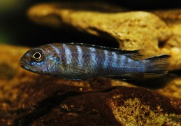 Pseudotropheus 