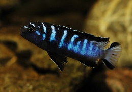 Pseudotropheus 