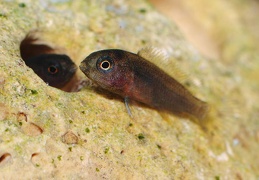 Pseudotropheus "Polit" Lion's Cove juvénile F1 premier jour en eau libre