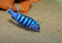 Pseudotropheus saulosi Taiwan Reef mâle sauvage