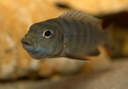 Pseudotropheus "Zebra Long Pelvic" Chesese Victor femelle sauvage en incubation