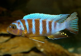 Pseudotropheus "Zebra Long Pelvic" Chesese Victor mâle sauvage