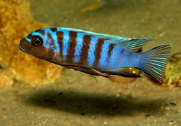 Pseudotropheus "Zebra Long Pelvic" Chesese Victor mâle sauvage