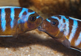 Pseudotropheus "Zebra Long Pelvic" Chesese Victor mâles sauvages