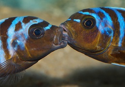 Pseudotropheus "Zebra Long Pelvic" Chesese Victor mâles sauvages