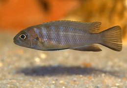 Pseudotropheus "Zebra Long Pelvic" Chesese Victor juvénile F1