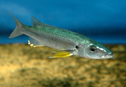 Rhamphochromis sp.