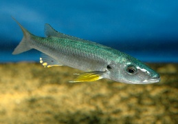 Rhamphochromis sp.