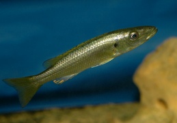 Rhamphochromis sp.