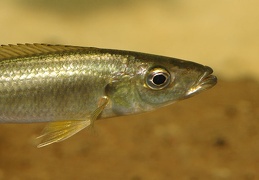 Rhamphochromis sp.