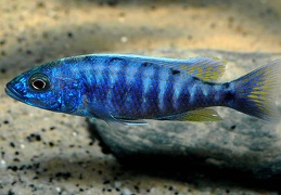 Sciaenochromis fryeri maleri mâle