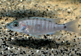 Sciaenochromis fryeri maleri femelle