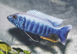 Sciaenochromis fryeri Maleri