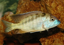 Tramitichromis brevis Ntekete mâle sauvage