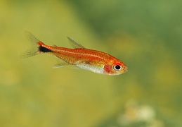 Hyphessobrycon georgettae