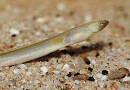 Pisodonophis cancrivorus