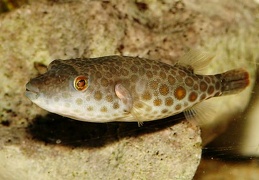 Tetraodon abei