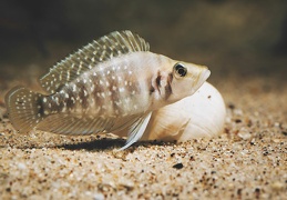 Altolamprologus calvus "White"