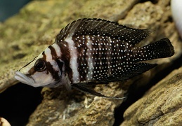 Altolamprologus calvus 