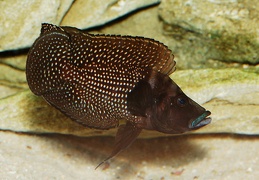 Altolamprologus calvus "Black Pectoral" mâle sauvage