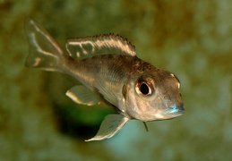 Callochromis pleurospilus