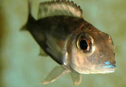 Callochromis pleurospilus