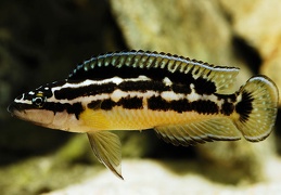 Julidochromis transcriptus Bemba