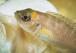 Neolamprologus brevis Kavalla