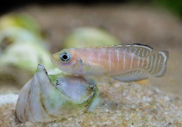 Neolamprologus brevis Congo femelle sauvage
