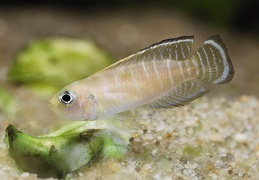 Neolamprologus brevis Congo femelle sauvage