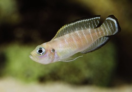 Neolamprologus brevis Congo femelle sauvage