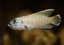 Neolamprologus brevis Congo mâle sauvage