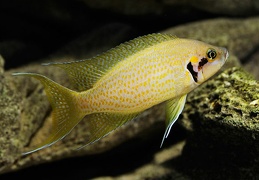 Neolamprologus helianthus 