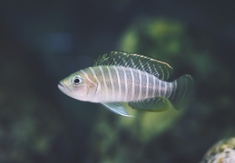 Neolamprologus similis