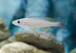 Paracyprichromis brieni Uvira femelle sauvage