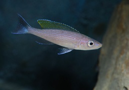 Paracyprichromis brieni Uvira mâle sauvage
