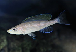 Paracyprichromis brieni Uvira mâle sauvage