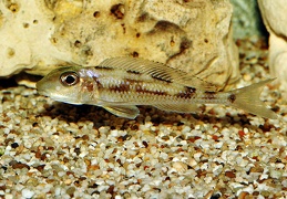 Xenotilapia leptura Zambie sauvage