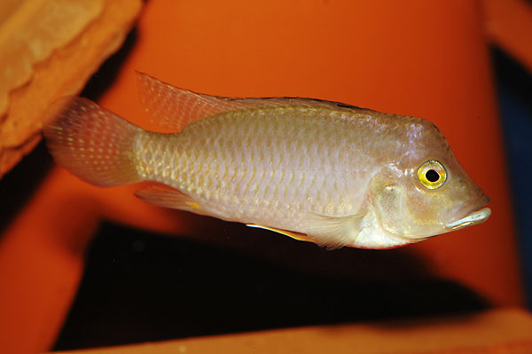 ctenochromis_polli.jpg