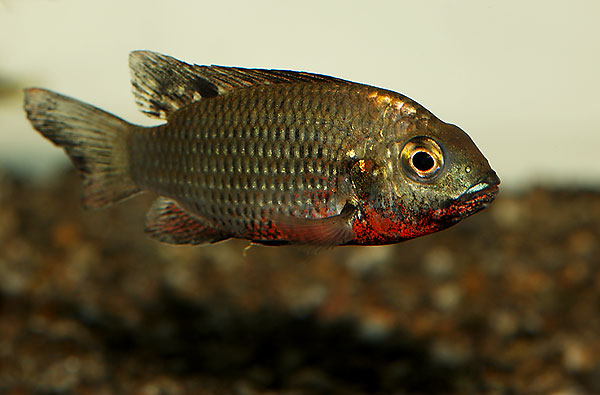 tilapia_discolor.jpg