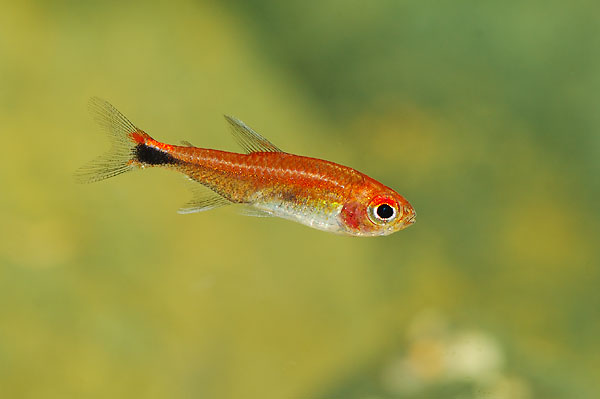 hyphessobrycon_georgettae.jpg